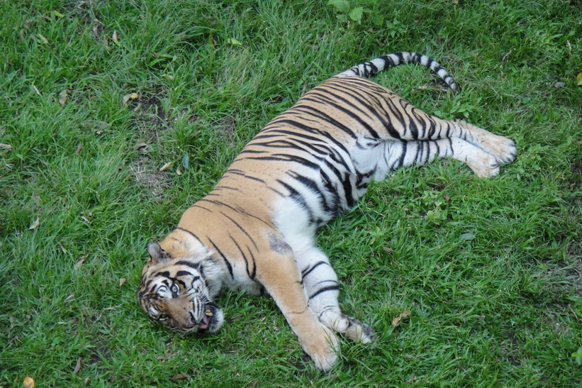 Java, Yogya, Sumatran tiger 3