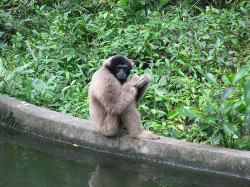 Melaka ZOO, Borneon Gibbon 1