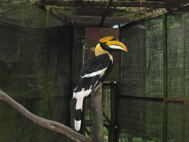 Melaka ZOO, Great Hornbill 1