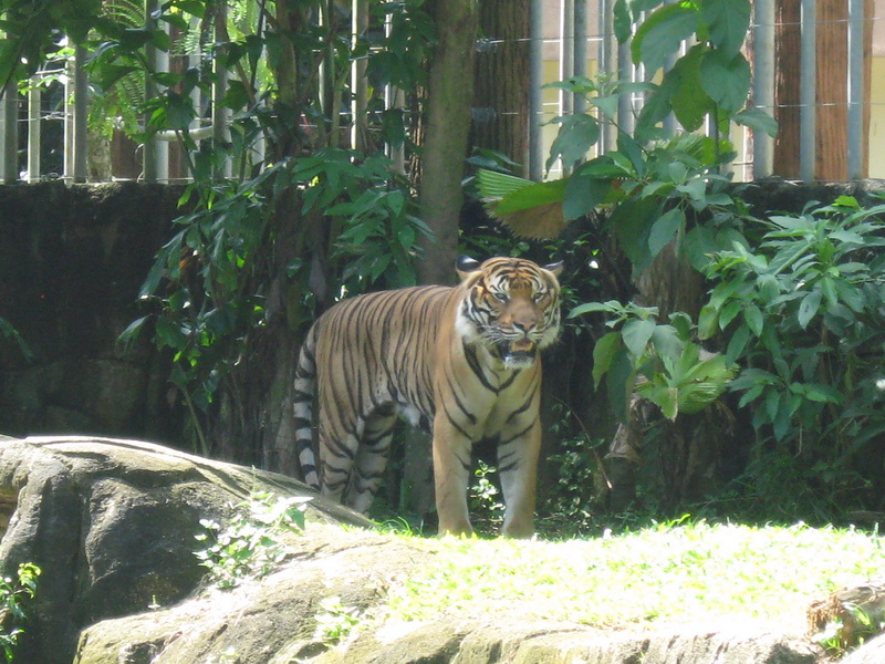 Melaka ZOO, Malajski tigar 3