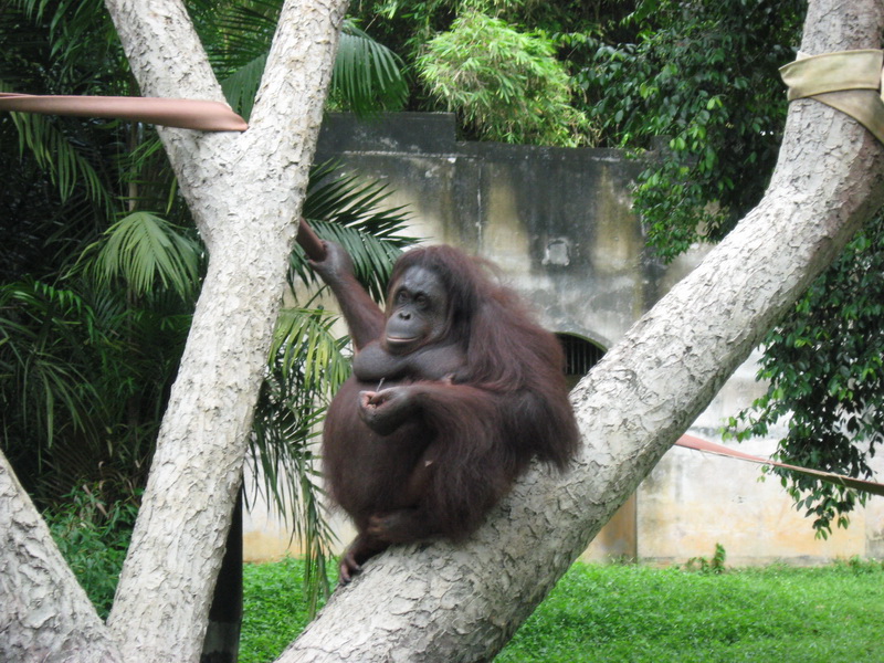 Melaka ZOO, Orang utan 1